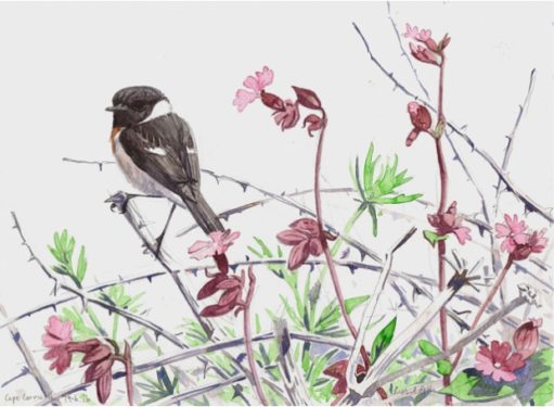 allen-richard-summer-stonechat