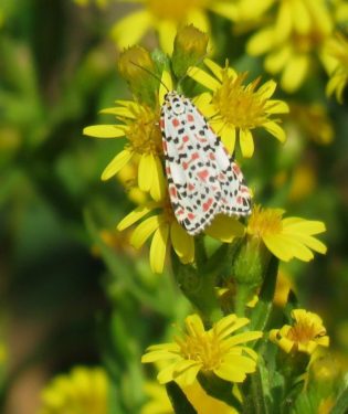 Crimson Speckled moth