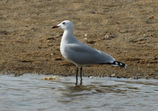 Audouin's Gull