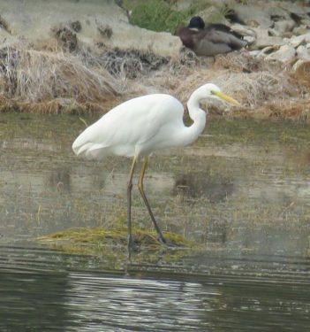 Great Egret