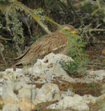 Stone Curlew