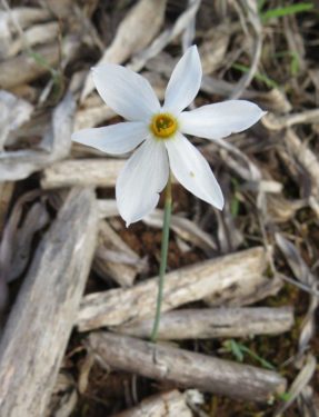 Autumn Daffodil