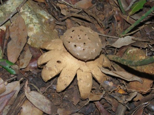 Pepperpot Earth-star