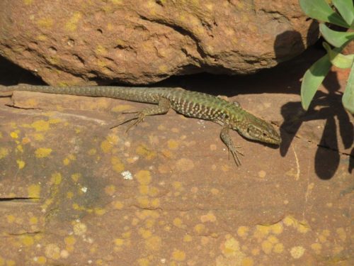 Italian Wall Lizard