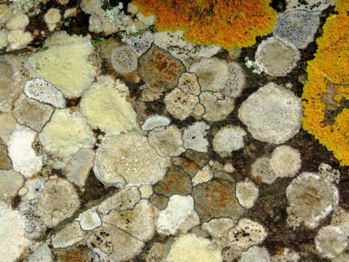 Lichen art