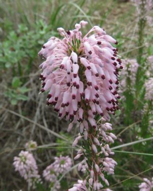 Mediterranean Heath