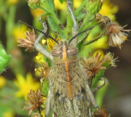 Egyptian Locust