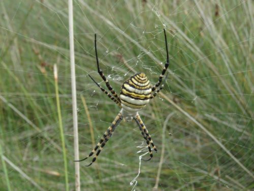 Large Wasp Spider