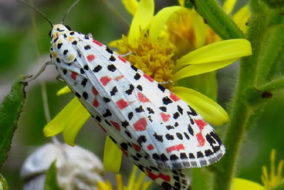 Crimson speckled moth