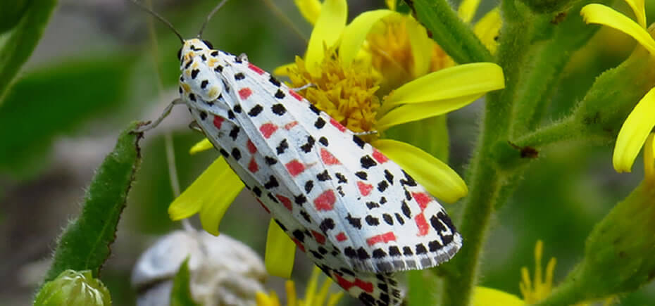 Crimson speckled moth