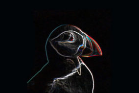 Digital Puffin