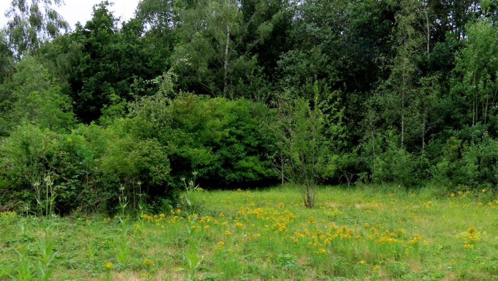 Brandon Marsh Nature Reserve Photography Event